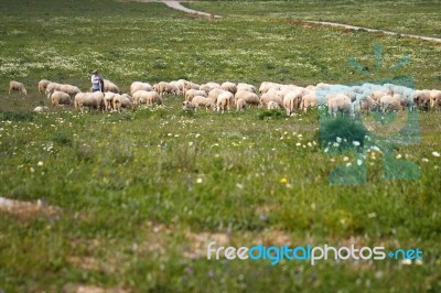 Shepherd With Herd Stock Photo