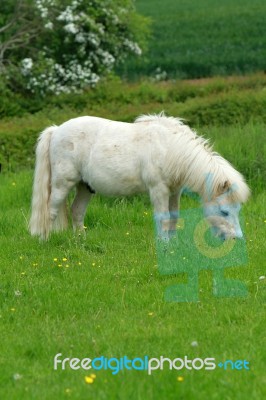 Shetland Pony Asleep And Grazing Stock Photo