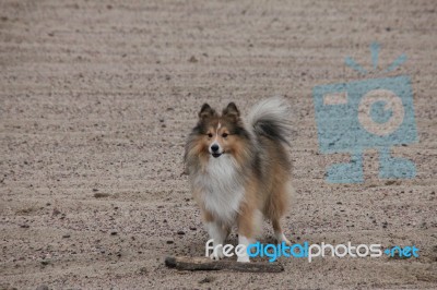 Shetland Sheepdog On The Sand Stock Photo