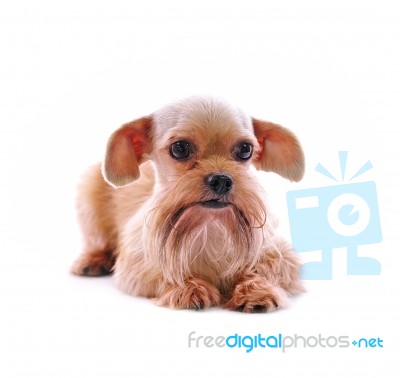 Shih Tzu Dog Stock Photo