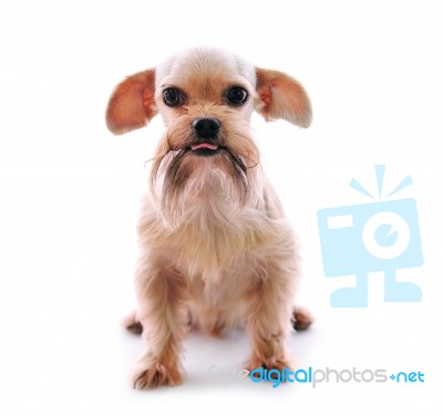 Shih Tzu Dog Stock Photo