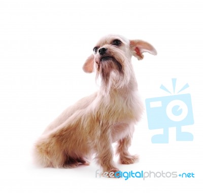 Shih Tzu Dog Stock Photo