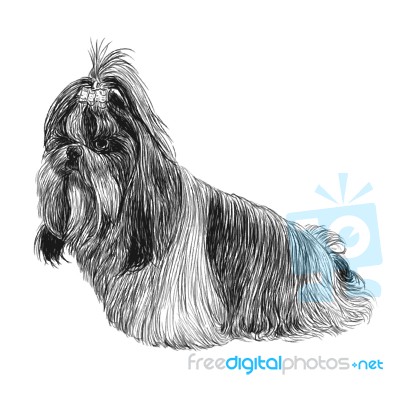 Shih Tzu Hand Drawn Stock Image