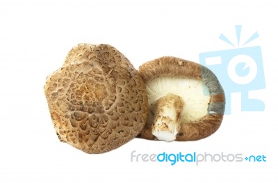 Shiitake Mushroom Stock Photo