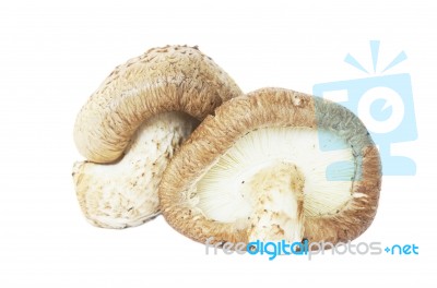 Shiitake Mushroom Stock Photo