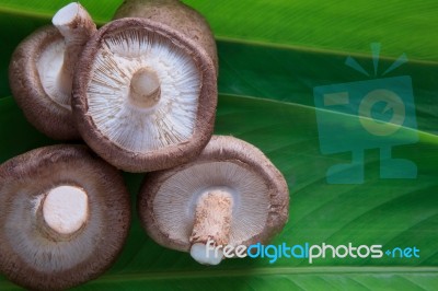 Shiitake Mushroom On Green Banana Leaves Stock Photo