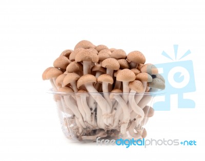 Shimeji Mushroom Isolated Stock Photo