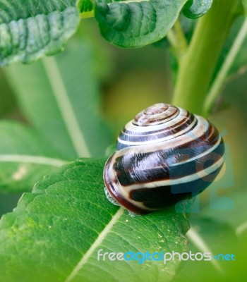 Shiny Snail Stock Photo