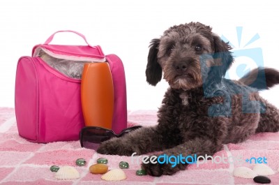 Shipoo Dog Lying At The Beach Stock Photo