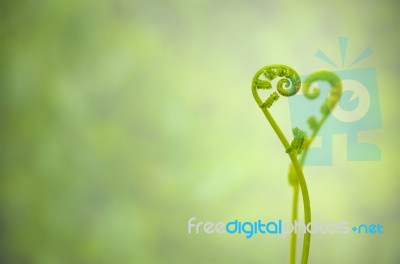 Shoots Of Ivy Align To Heart Sign Stock Photo