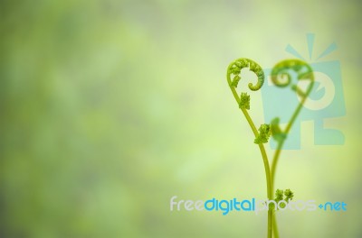 Shoots Of Ivy Align To Heart Sign Stock Photo