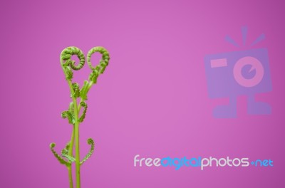 Shoots Of Ivy Align To Heart Sign Stock Photo