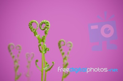 Shoots Of Ivy Align To Heart Sign Stock Photo