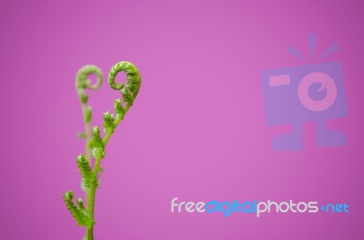 Shoots Of Ivy Align To Heart Sign Stock Photo