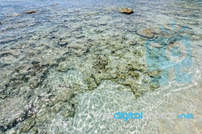 Shore Coral Reefs Stock Photo