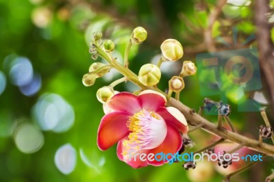 Shorea Robus Flowers Stock Photo