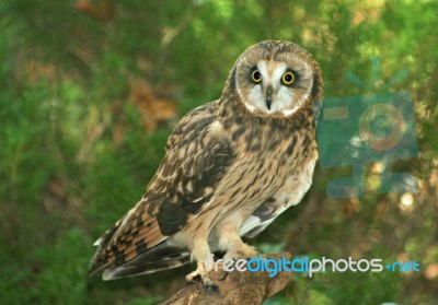 Short-eared Owl Stock Photo