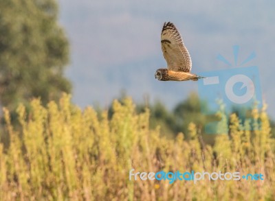 Short-eared Owl Looking For Food Stock Photo