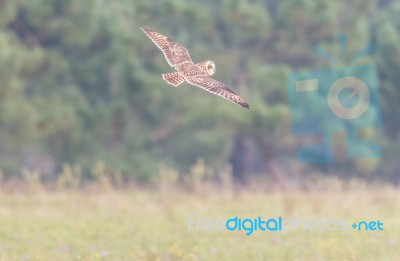 Short-eared Owl Looking For Food Stock Photo