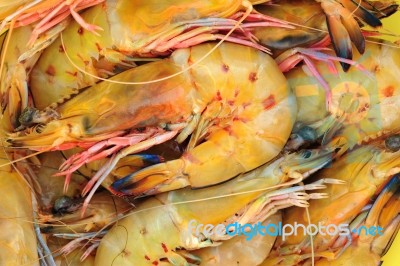 Shrimp Stock Photo