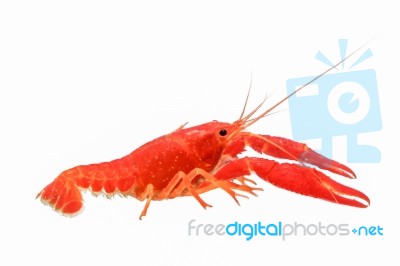 Shrimp Stock Photo