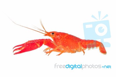 Shrimp Stock Photo