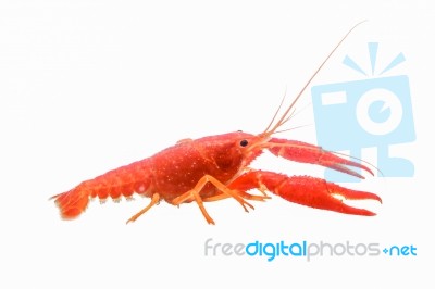 Shrimp Stock Photo