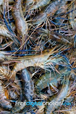 Shrimp background Stock Photo