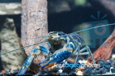 Shrimp In The Water Stock Photo