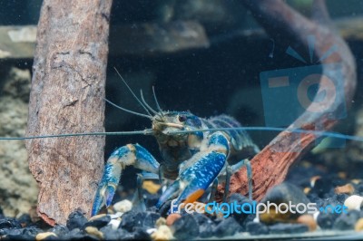 Shrimp In The Water Stock Photo