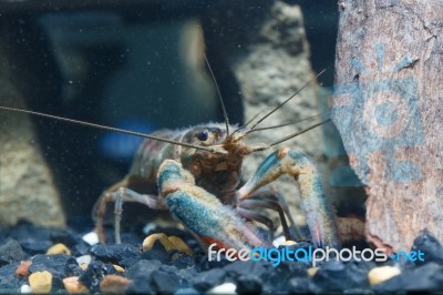 Shrimp In The Water Stock Photo