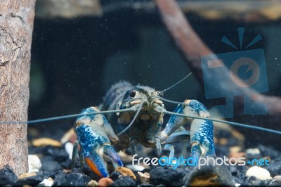 Shrimp In The Water Stock Photo