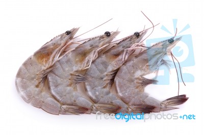 Shrimp Isolated On White Background Stock Photo