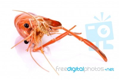 Shrimp Isolated On White Background Stock Photo