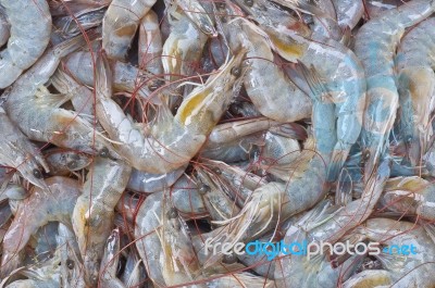 Shrimps Stock Photo