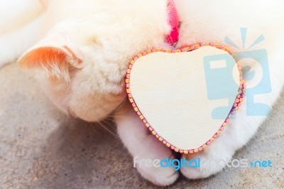 Shy White Cat With Heart Box,love Cats Concept Stock Photo