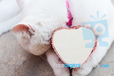 Shy White Cat With Heart Box,love Cats Concept Stock Photo