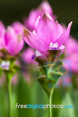 Siam Tulip Stock Photo