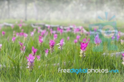 Siam Tulip Flower Field In Morning Mist Background Stock Photo