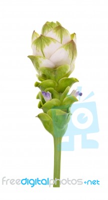 Siam Tulip Flower Isolated On White Background Stock Photo