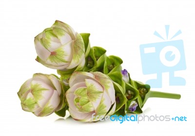 Siam Tulip Flower Isolated On White Background Stock Photo