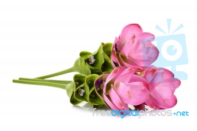 Siam Tulip Flower Isolated On White Background Stock Photo