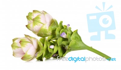 Siam Tulip Flower Isolated On White Background Stock Photo