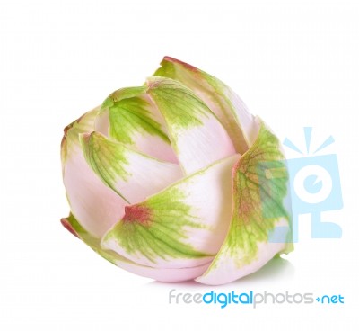 Siam Tulip Flower Isolated On White Background Stock Photo