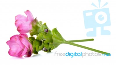 Siam Tulip Flower Isolated On White Background Stock Photo