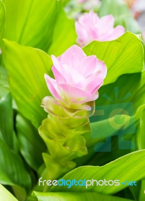 Siam Tulip Flower Or Curcuma Alismatifolia Stock Photo