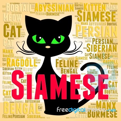 Siamese Cat Represents Domestic Kitten And Breed Stock Image