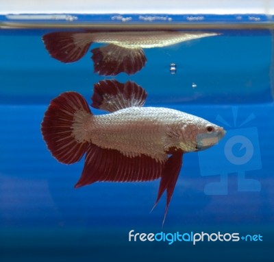 Siamese Fighting Fish Stock Photo