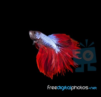 Siamese Fighting Fish On Black Stock Photo