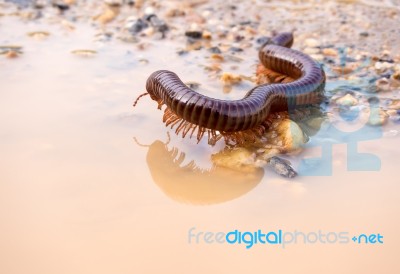 Siamese Pointy Tail Millipede Crawling On The Wet Soil Stock Photo